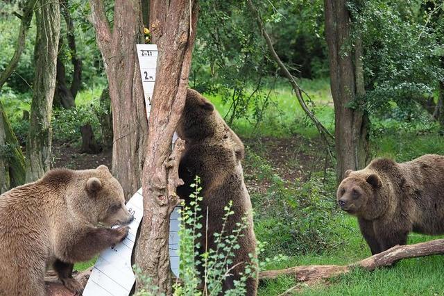 This desperately sad story, chronicling an incident which led to two bears being euthanised, was our most read story of the year. (Archive Image/Whipsnade Zoo)