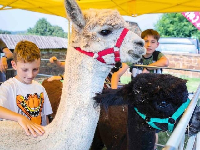 Residents had a blast at the Northants Acre Community Festival on the first weekend of September at the Hunsbury Hill Centre. Residents got to enjoy cooking demonstrations, live music from the Kevin O'Regan band, dance performances, NLive Radio, crafting activities and food and drink. Residents also got up close and personal with three handsome alpacas called Parsnip, Pumpkin and Raymond.