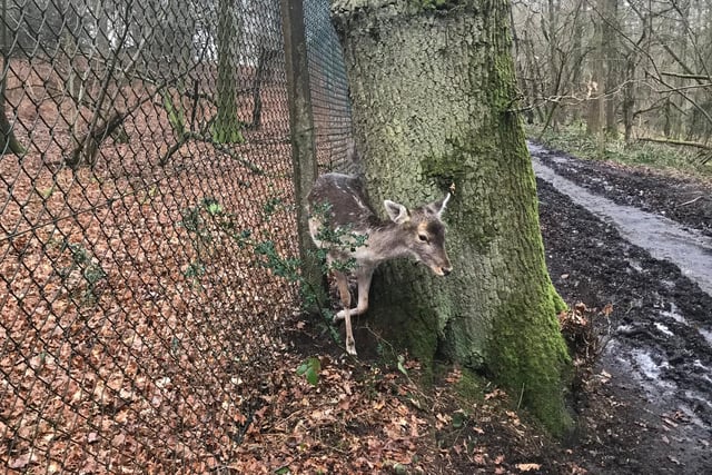 Animal rescuers from the fire service and RSPCA used hydraulics to prise a tree and concrete post apart to free a trapped deer. The rescue team was called to woodland in Reading, Berkshire, on 14 February after the stricken fallow deer was spotted.