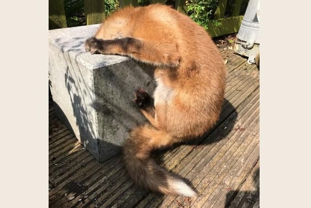 A little fox needed help after getting her head stuck in a concrete mosquito trap in a West Sussex garden. Inspector Kate Barnes was called to a home in Littlehampton on 15 June after the cub got stuck while seeking food.