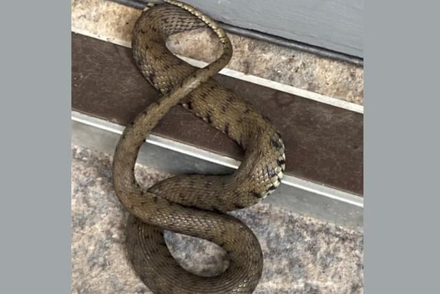 This poor grass snake was shut underneath a fire door at a hotel in Dorking, Surrey. RSPCA rescuer Chloe Wilson was called to help him after he was spotted by staff arriving for their morning shift with his body trapped inside and his head outside, on 6 July.