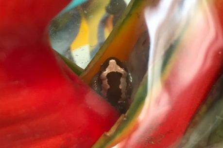 A florist was left in a panic after finding a tiny exotic frog in a shipment of flowers from overseas. Inspector Jo Bowling went to Cranleigh, Surrey, on 17 July to collect the pretty orange flower, still wrapped in cellophane, with the little frog inside.
