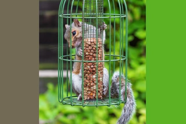 A cheeky squirrel was caught red-pawed helping himself to the nuts for the birds after getting stuck INSIDE a bird feeder cage, made to stop the squirrels! Rescuer Claire Thomas was called out to Ashford, Kent, on 7 August to help the stricken squirrel.