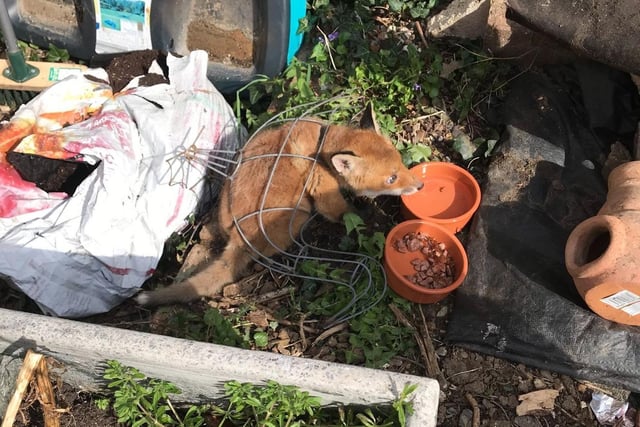 A fox cub found himself in a fix after getting stuck fast inside a metal duck-shaped planter! RSPCA animal rescue officer Brian Milligan was called to Faversham, Kent, on 13 April.