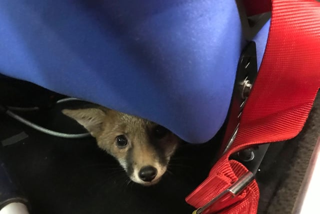The RSPCA was called in to help after a young fox was found hiding under the passenger seat of a classic Alfa Romeo. The car had been driven from Hove in East Sussex to a garage where mechanics found the little fox curled up under the seat and called the charity for help. Inspector Kate Barnes responded to the call on 18 May. He was caught and released back into the wild.