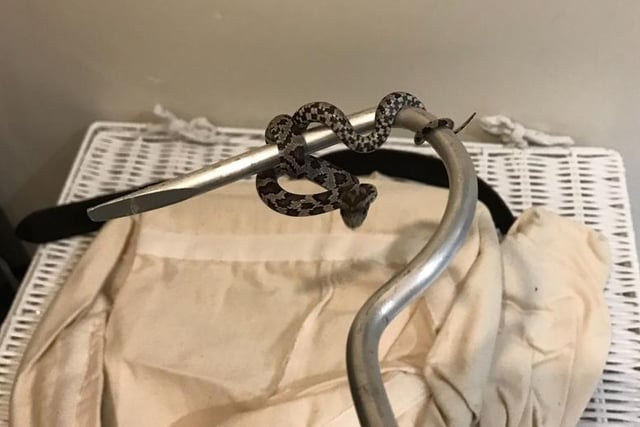A man cooking dinner had quite the shock when a little snake slithered out from underneath his microwave! Surprised, he called the RSPCA for help and rescuer Clive Hopwood went to the home in Edenbridge, Kent, on 20 October to collect him.