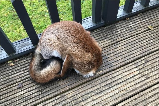 It was RSPCA inspector Mitchell Smith to the rescue when a fox got her head stuck in a home in some wooden decking! He was called to a garden in Luton, Bedfordshire, on 16 October.