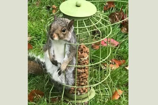 A chunky squirrel needed a helping hand from the RSPCA after getting trapped in a bird feeder. Concerned homeowners spotted the squirrel stuck in the garden of their Banstead home, in Surrey, on 10 November and called the RSPCA.