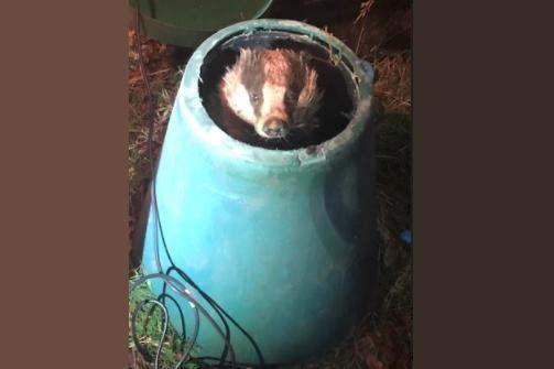 A greedy badger got stuck while scavenging for food. He climbed inside the compost bin and got stuck, prompting help from RSPCA rescuer Louis Horton who rushed to Guildford, Surrey, on 24 November. The badger went to Wildlife Aid Foundation for a check-up before being released two days later.