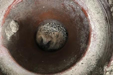 Rescuer Lauren Bailey was called to Banbury, Oxfordshire, on 8 August after a member of the public spotted a hedgehog in a tight spot!