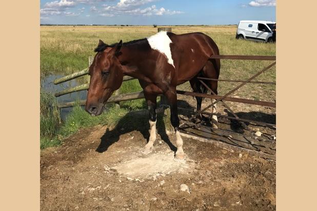 A stallion who was desperate to reach his neigh-bours got stuck straddling a gate. Rescuer Tina Nash was called to a field in Rochester, Kent, on 10 August after passing walkers spotted his plight. A crew from Kent Fire & Rescue Service came to help winch the skewbald from the gate and release him back into his paddock.