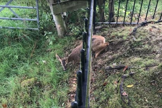 A deer ran into a fence and got stuck fast THREE times as rescuers battled to free her and release her safely to the wild in Kent. Rescuer Grace Harris-Bridge was called to the Tunbridge Wells garden on 9 September after spotting the deer stuck between metal railings.