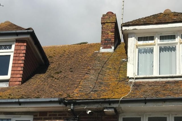 A runaway lizard prompted a major rescue mission after he slipped out of his enclosure, climbed out of a window, scaled the outside wall of his terraced home and settled in to sunbathe on the roof! RSPCA inspector David Grant was called to Folkestone Harbour in Kent on 27 September to help the naughty lizard!