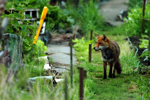 Fox on Dogsthorpe Road allotments at dusk.