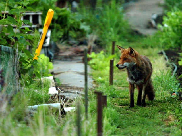 Fox on Dogsthorpe Road allotments at dusk.