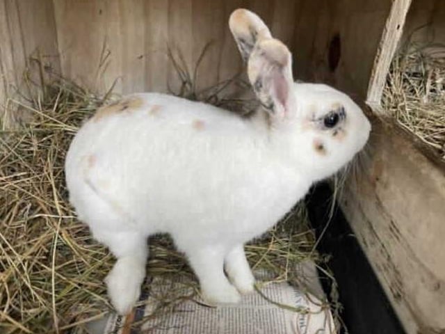 Jane came into the centre along with another group of rabbits after being found abandoned. Now that she has recieved some TLC she is looking for her forever home.
Jane is a very shy girl which is why we are look for her to go to a home with children at secondary school age upwards. If she feels particularly worried she can show threatening behaviour by grunting. She is still getting used to being around people so will need some help adapting in her new home. To help make Jane feel secure she enjoys hiding in tunnels . She isn't too fond of being handled but will tolerate it when needed.