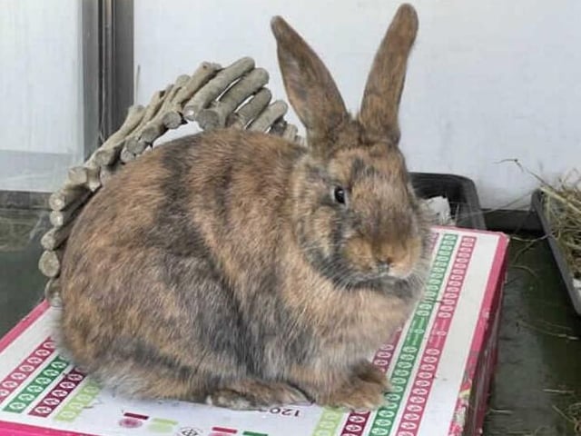 Hopscotch was born here at the centre along with his two other siblings. He is now looking for a home with his new female friend Athena. They are a very bonded pair and love snuggling up to each other.
Hopscotch is a very sweet and curious boy. He is always interested in what you are up to. He especially gets very curious when he knows breakfast is coming! He doesn't mind having a gentle stroke on the head and has no issues with being picked up and handled. He favourite thing to do is to sit on top of his cardboard box watching the world go by.
We are looking for Hopscotch to go to a home with a female rabbit with a nice large run so he can binky to his hearts content. He would make a wonderful addition to a family.