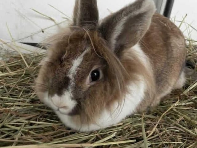 This is Peanut and Blue. They both arrived at the centre after living in a multi animal house hold. They have always lived together which is the reason why we are looking for them to go to their forever home together.

They are both a very adorable pair that really do devote on each other. They are both each others shadows and can always be found snuggled up with each other. They are a little shy when around people however they are both comfortable to be in our company. They are both fine to be handled even though they don't particularly enjoy it.

Peanut does suffer from a blocked right tear duct in her eye. This has been seen here by our vet at the centre and sadly it is going to be something she will suffer with throughout her life. It is important that the person who is going to adopt them is going to understand that this is something that will need to be monitored constantly. Even with this issue Peanut doesn't let it bother her and will go about her normal daily life.
