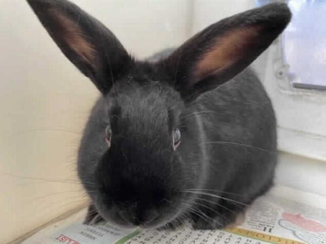 Smoky arrived at the centre after living in a multi animal household. He is very a sweet boy who are looking to go to their forever with a neutered female rabbit.
Smoky is such a sweet boy but are a little shy around people. He will need someone who is willing to help him come out of his shell. He loves his veggies so it may be an easy way to bribe him. Smoky is not keen at being picked up however he will tolerate it when needed. This is the same case when being handled. We believe that would make a great addition to a home once he has grown in confidence.
Smoky is neutered which means that he is ready to begin bonding with a female straight away!