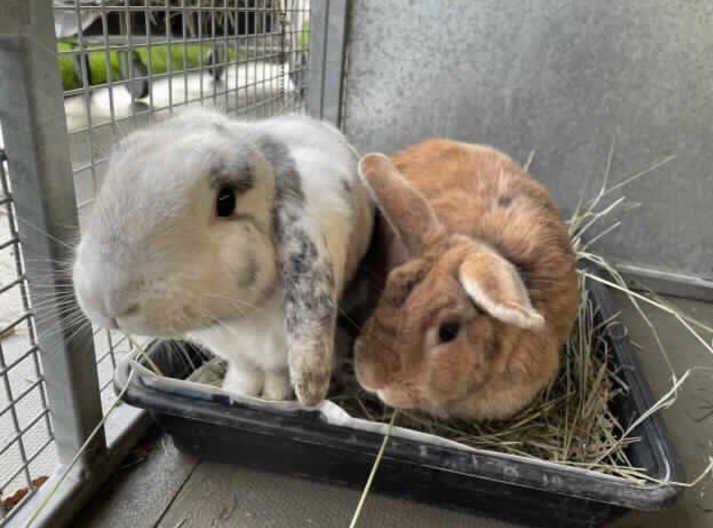 Sawny and Yrene arrived at the centre as single rabbits. However, after giving them some dates together they are now a very happy bonded pair. You will see then often snuggled up with one another. It is because that they are a pair that we are looking for them to go to their forever home together.

Sawny is a very sweet boy he is very food orientated and shows his excitement by binkies! He is always keen to eat veg out of your hand. He also doesn't mind having a little stroke on the head. He is a very active boy and is always looking for places to hop ontop of and to climb into. Sawny is still getting used to the idea of being handled so will need someone who will be able to continue to help him with this.

Yrene is a very sweet little bunny and likes to spend most of her day inside her pen taking naps. She does allow you to stroke her gently on the head and enjoys it even more when she is being hand fed a tasty treat. She can be picked up and handled however it's not something that she enjoys.