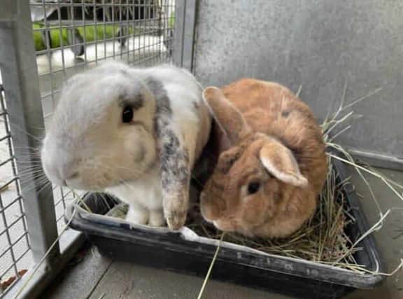 Sawny and Yrene arrived at the centre as single rabbits. However, after giving them some dates together they are now a very happy bonded pair. You will see then often snuggled up with one another. It is because that they are a pair that we are looking for them to go to their forever home together.

Sawny is a very sweet boy he is very food orientated and shows his excitement by binkies! He is always keen to eat veg out of your hand. He also doesn't mind having a little stroke on the head. He is a very active boy and is always looking for places to hop ontop of and to climb into. Sawny is still getting used to the idea of being handled so will need someone who will be able to continue to help him with this.

Yrene is a very sweet little bunny and likes to spend most of her day inside her pen taking naps. She does allow you to stroke her gently on the head and enjoys it even more when she is being hand fed a tasty treat. She can be picked up and handled however it's not something that she enjoys.