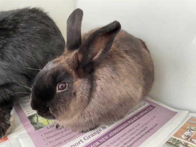 Fenix arrived at the centre after living in a multi animal household. He is very a sweet boy who are looking to go to their forever with a neutered female rabbit.
Fenix is such a sweet boy but are a little shy around people. They will need someone who is willing to help him come out of his shell. He loves his veggies so it may be an easy way to bribe him. Fenix is not keen at being picked up however he will tolerate it when needed. This is the same case when being handled. We believe that would make a great addition to a home once he has grown in confidence.
Fenix is neutered which means that he is ready to begin bonding with a female straight away!