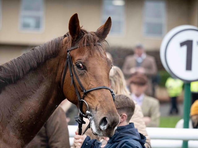 Images from Fontwell's Boxing Day race meeting / Pictures: Darren Cool for Fontwell Park