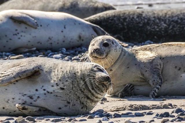 The couple got more than they bargained for when they opted to break lockdown rules and travel from their home in Wellingborough to visit Horsey Beach's famous seals in Norfolk in January. In doing so, they 'sealed' their fate - they were issued with a fixed penalty notice, as a consequence.