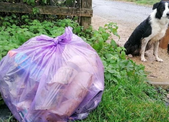 Bodhi the dog loves getting out and about with the volunteers.