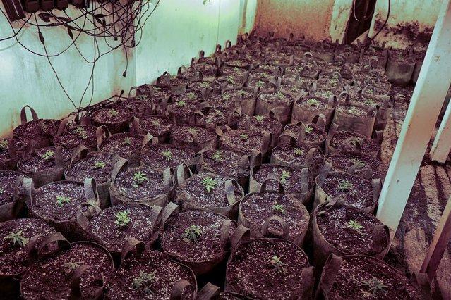 Question 24:

A cannabis factory with more than 700 plants spread across three floors of a derelict Northampton nightclub was uncovered n the early hours of December 16. 

The ex-nightclub is in Sheep Street, but what was it called?