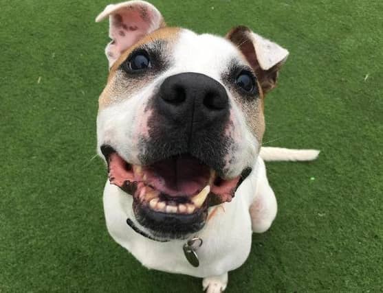 Winston is a lovable 7 year old American Bulldog cross looking for his forever home.
He is a sweet and cuddly boy who just adores being with people and having endless cuddles and snuggles. He is ready and waiting to find a loving family to call his own.
Winston loves to play and run around so would love a home with a spacious garden for him to have fun in. He enjoys his walks and is good on the lead and would suit an active family to match his fun-loving ways. He may benefit from a little socialising around unfamiliar dogs but his love of food and treats will help with this.
Winston could live with children over the age of 14 years who are familiar with the breed. He is best as the only dog in the home and is not suited to living with cats or small furries. He would love a home where he can spend lots of time with his new family as he isn't sure about being left on his own.