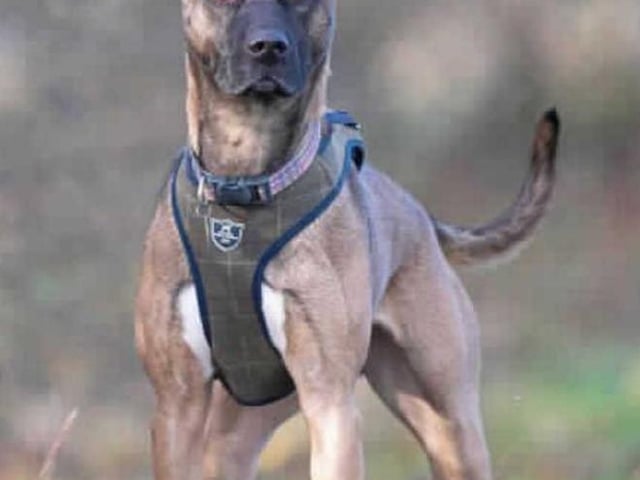 Alfie is a gorgeous young boy who is looking for loving family. He came from another animal centre and is now desperate to find a new permanant home after spending such a long period of time in a kennel environment.

Alfie is a big goofball who loves having a mad five minutes and ending up squished under your arm for a cuddle. He is very intelligent and knows a vast amount of commands which he is happy to show you for a good treat or some peanut butter. Alfie walks nicely on lead but can get a little anxious walking past unknown dogs and will mouth his lead. We believe this behaviour is frustration and once he is off site he is much calmer. We have managed to mix him with other dogs here at the centre and with slow and gradual introductions, he enjoys a good rough and tumble.