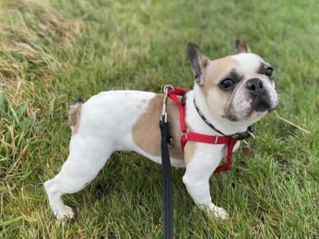 back
Back to results

AMELIEAdd to my favourites
**Amelie has been returned to our centre due to her behaviour around other dogs, please read her write up fully before applying to rehome her as she has some very specific requirements**

This little sweetie arrived in our care as she was found living in unsuitable conditions. It's quite possible that poor Amelie has never lived in a home before and will therefore quite possibly need full training from scratch.

On arrival, it was discoverd that Amelie was struggling with her breathing and has since gone on to have BOAS surgery at one of our animal hospitals to help her cope better. This has given Amelie a much better quality of life however new owners will need to monitor her breathing in the future especially during the summer months.

Amelie has clearly had little socialisation with the great outdoors and can be wary of new things. She is reactive on the lead with other dogs so new owners will need to be willing to work with this