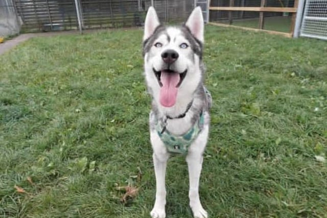 Meet our beautiful boy Reggie. Reggie came to us from a RSPCA branch after needing some more structured training. After being assessed by our team and taking some time to learn how to behave, we are happy to try find him his forever home! Reggie does have an eye condition that can be discussed further with the veterinary team.

Reggie is looking for a home with Husky experience as he has bundles of energy, high prey drive and loves to sing. He is an incredibly loving boy who has plenty of sass and that typical husky dramatic personality.

We are looking for a home with no other pets for Reggie as he requires a lot of attention, although he is sociable with other dogs. Reggie will need an adult only home, although we could consider homes with children aged 16+. This would be based on introductions made at the centre