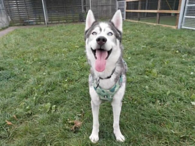 Meet our beautiful boy Reggie. Reggie came to us from a RSPCA branch after needing some more structured training. After being assessed by our team and taking some time to learn how to behave, we are happy to try find him his forever home! Reggie does have an eye condition that can be discussed further with the veterinary team.

Reggie is looking for a home with Husky experience as he has bundles of energy, high prey drive and loves to sing. He is an incredibly loving boy who has plenty of sass and that typical husky dramatic personality.

We are looking for a home with no other pets for Reggie as he requires a lot of attention, although he is sociable with other dogs. Reggie will need an adult only home, although we could consider homes with children aged 16+. This would be based on introductions made at the centre