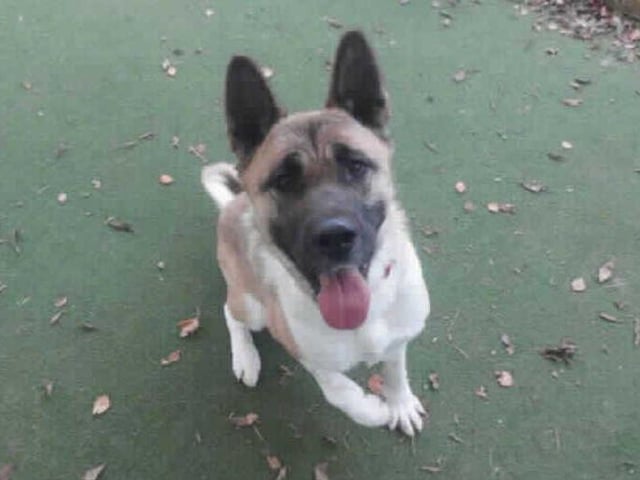 his sweet girl is Skye. She came into our care after being found as a stray. Whilst small for her breed, she certainly makes up for it in personality. This cheeky girl loves to play and run about! She is incredibly gentle natured and will offer you a paw in exchange for a fuss.

Skye has a deformed front leg, we believe her leg has more than likely been like this her whole life. Although it's a little strange to look at, it doesn't cause her any problems at the moment and she actually uses it especially when she is running!

Skye can be quite strong on the lead. Because of this, we have trained her to walk on a headcollar. This makes her a lot easier to walk. She will need to continue this training with her adopters.