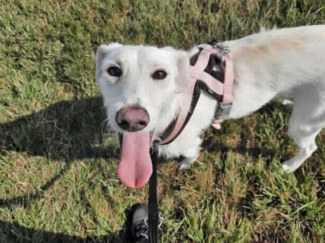 This sweet girl is Esme, she arrived in our care with several of her friends after they were removed from unsuitable living conditions. After spending a bit of time in our care she is ready to begin looking for her forever home.

It's likely that Esme has never lived in a home prior to coming here and will therefore need training from scratch on how to behave in a home. To achieve this, she will need someone at home for most of the day and then gradually build her up to being left home alone.

She has always been around other dogs and would benefit from going to a home with another neutered dog where she can learn how to be in a home and also have a play mate! We are however looking for a home with no cats or small animals due to her high prey drive.