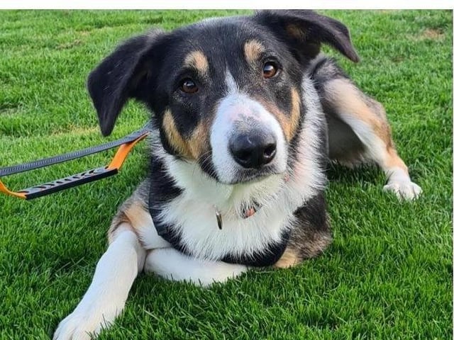 Jimmy is a very sweet boy he is around 1 - 2 years old. He would be better suited to an adult household only as he will need more training as he is a shy boy but when I get to know you he bonds really well, training can be a slow process so he will need someone who can give him time to do this. He would be better without any other animals in the house so he can have the attention and time for training at this time. If you would like more information on Jimmy please call 01733 221112 mon - sun 9am - 4pm