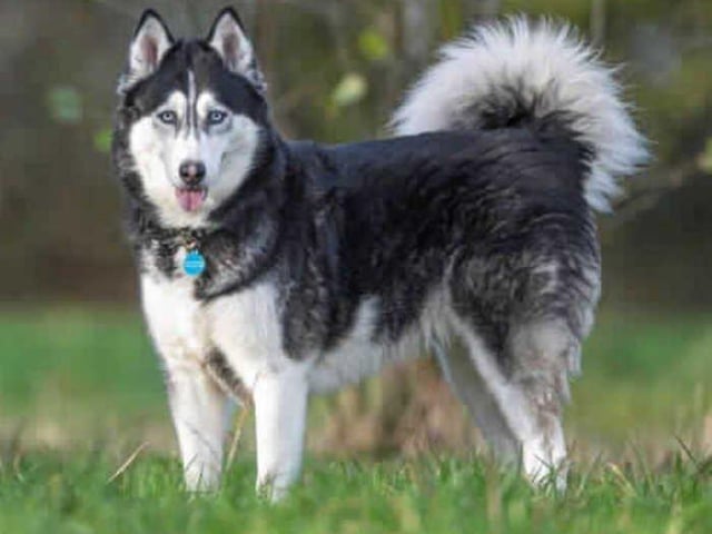 Meet our gorgeous girl Kira. Kira came into us in need of some TLC and medical treatment for her bad skin. After receiving the care she needed her fur is growing back nicely and she is certainly making the most of all the pampering on offer. The vet will discuss Kira's skin issues in more detail with successful applicants. Kira is now well enough to look for her forever home! Please read her requirements before applying.

Kira is looking for a home that has husky experience, she is typical of her breed and has a high energy, a high prey drive, selective hearing and loves to sing the song of her people when shes not getting her way! She has an absolute cracking sassy character and makes her handlers laugh everyday with her silly ways and her Husky tantrums.