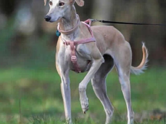 This very pretty lady arrived with us after she was abandoned by her owners. Due to this, we have no idea of the type of home she has come from or if she has actually ever lived in a home environment.

Tiger Lily doesn't appear to know much in the way of commands and will potentially need full training from scratch including housetraining. She may also need help to adjust to all of the smells and noises within a home environment.

Tiger Lily is very friendly with humans and enjoys a fuss, she walks well on lead and is generally very gentle and well mannered around people. She LOVES other dogs and would love to live with another playful big dog who likes to run fast!