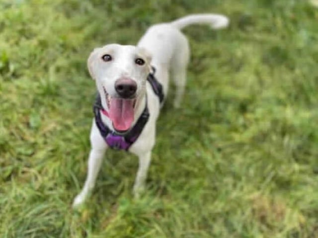 Meet our gorgeous girl, Suzie. She arrived in our care after being removed from unsuitable living conditions. She¿s a nervous girl at first but once she gets to know you, she will show you her cheeky side.
Suzie has likely never lived in a home before and will need time to learn what to do in a home environment. Because of this, she will need someone at home most of the time. Suzie can be very scared of sudden noises or movement. It¿s taken a lot of confidence building to get her walking on a lead. We are looking for owners who can offer her the time she will need to build her confidence further and learn these situations aren¿t as scary as they seem. We have just mastered going on a short walk, but this has to be at Suzie¿s pace.