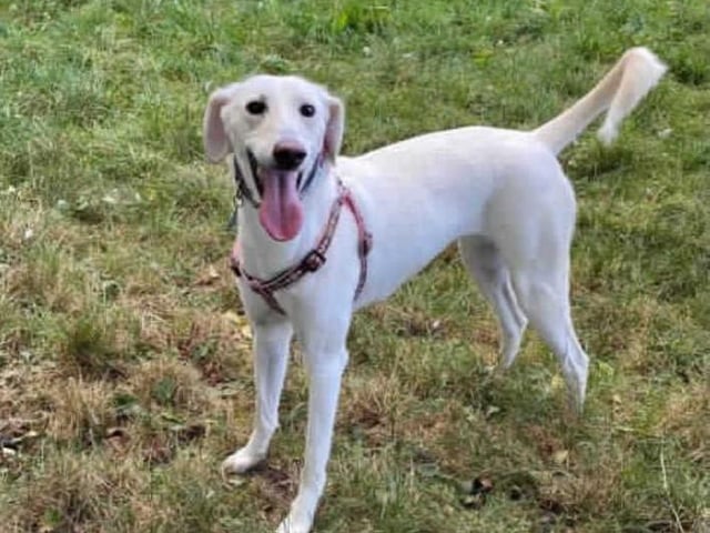 This lovely girl is Tati. She arrived in our care after being removed from unsuitable living conditions. After spending a bit of time adjusting and getting to know the kennel staff she is ready to go out into the big wide world!
It's likely that Tati has never lived in a home prior to coming here and will therefore need training from scratch including toilet training. To achieve this, she will need someone at home for most of the day and then gradually build her up to being left home alone.
Tati has always been around other dogs and would benefit from going to a home with another medium/large neutered male dog however a home with no cats or small animals is a must due to her high prey drive.