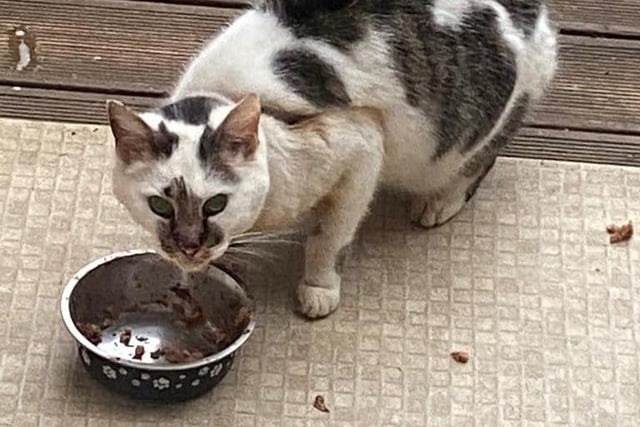 An injured cat was posted on social media having been found in Werrington. The team at PLP jumped to action quickly to help trap the cat and give her the best care. The found cat was Isla, who had been missing for 6 months in the same area. As she was chipped the vets tried to call her owners, but unfortunately, there was no answer. We set about contacting her owners through Facebook. They were ecstatic with the news and wanted her to have any vet treatment she needed.