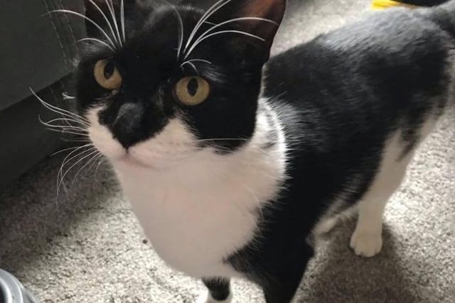 Luna was adopted from the RSPCA on New Year’s Eve 2018. Despite being a little nervous at times, she settled well and loved snuggling on her owner’s crocheted blankets. In June 2019, Luna’s neighbours moved, and Luna vanished. Fast forward to August 2021, Peterborough's Lost Pets received a message from one of our lovely members, Lisa, to say she had thought she had found Luna and shared a picture with us. It certainly looked like a match and checks with the vet, came back as a positive. She had been missing for more than two years. She was only half a mile from home! Owing to a misunderstanding in the cul-de-sac where she appeared, people moving in, people moving out, everyone thought someone else owned Luna.