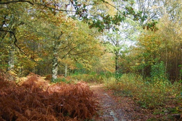 Fore Wood at Crowhurst is an RSPB nature reserve SUS-220201-133907001