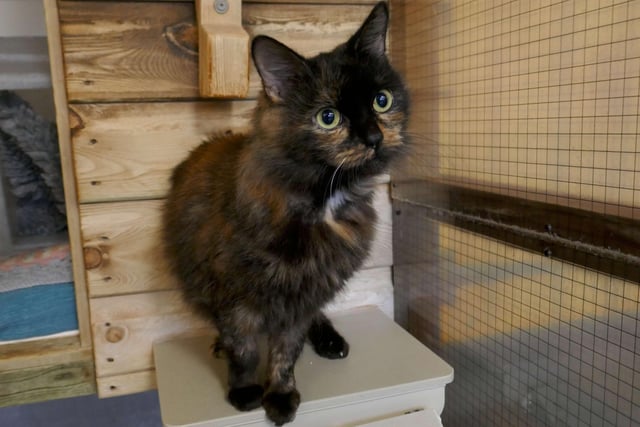 Bumble is currently being looked after by Eastbourne Cats Protection and is looking for a new home. SUS-220401-161035001