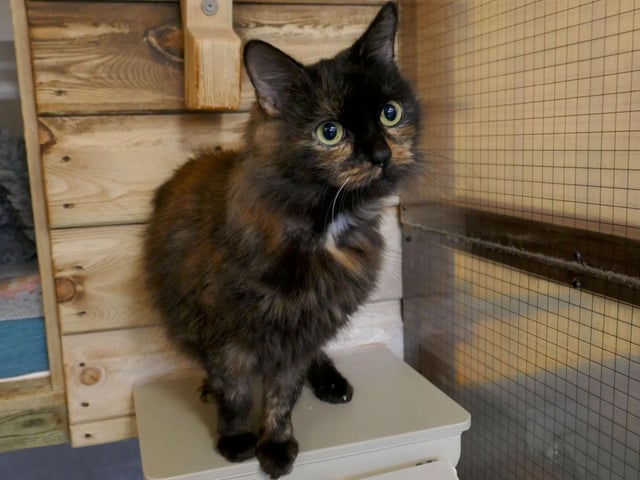Bumble is currently being looked after by Eastbourne Cats Protection and is looking for a new home. SUS-220401-161035001