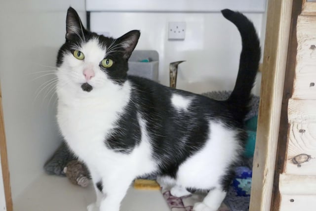 Albert is currently being looked after by Eastbourne Cats Protection and is looking for a new home. SUS-220401-161144001