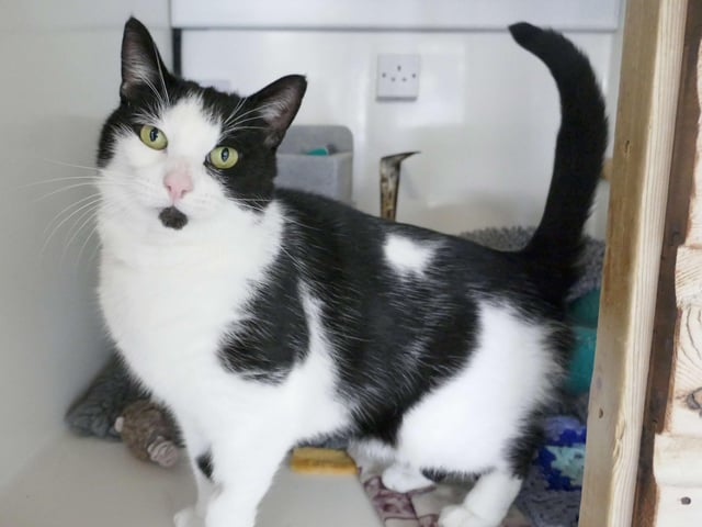 Albert is currently being looked after by Eastbourne Cats Protection and is looking for a new home. SUS-220401-161144001