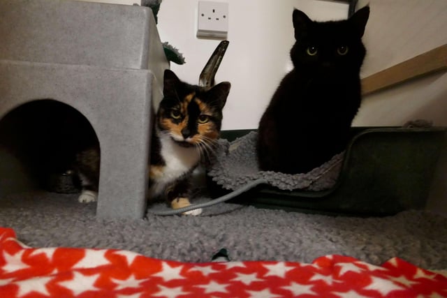 Lola and Buddy are currently being looked after by Eastbourne Cats Protection and is looking for a new home. SUS-220401-161048001